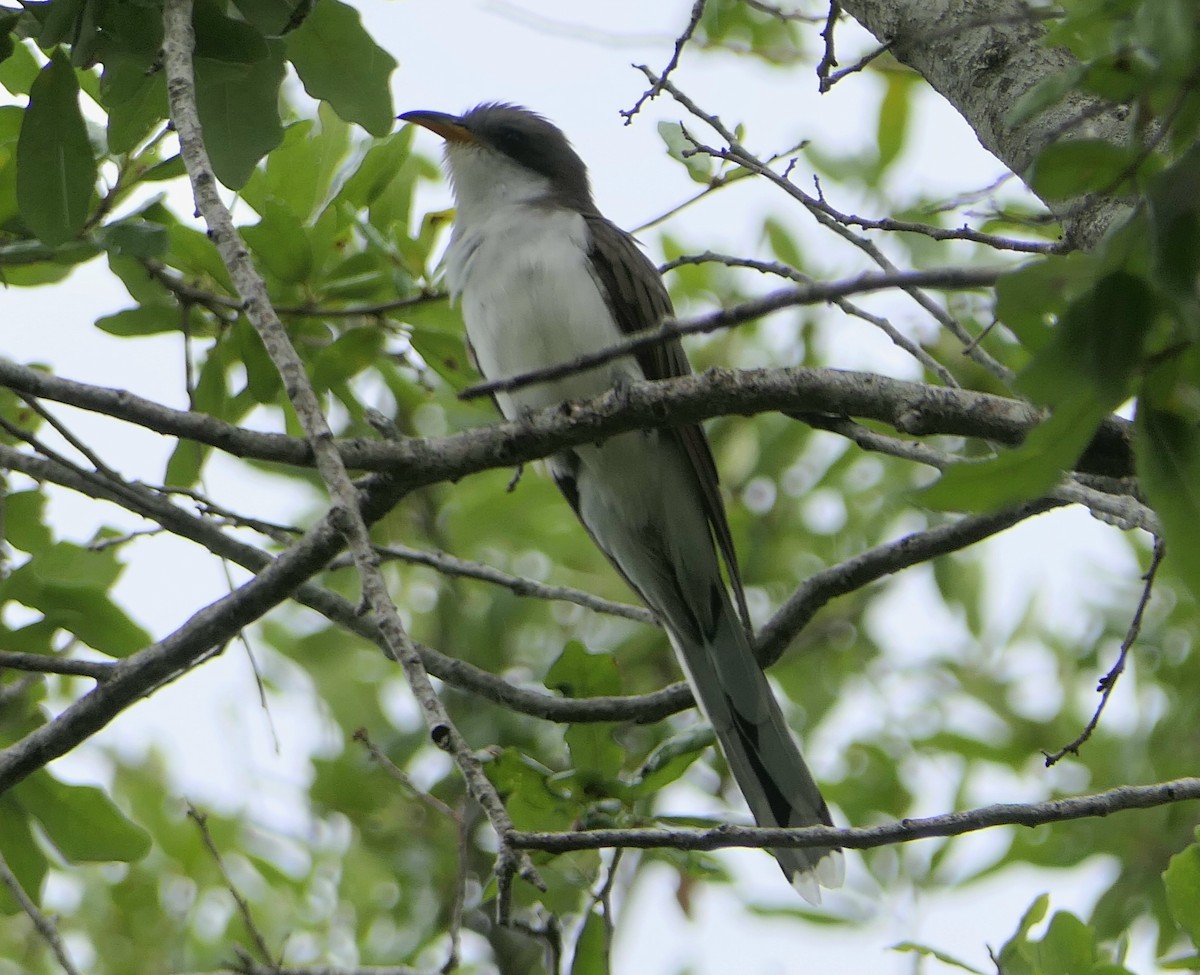 Yellow-billed Cuckoo - ML635620833