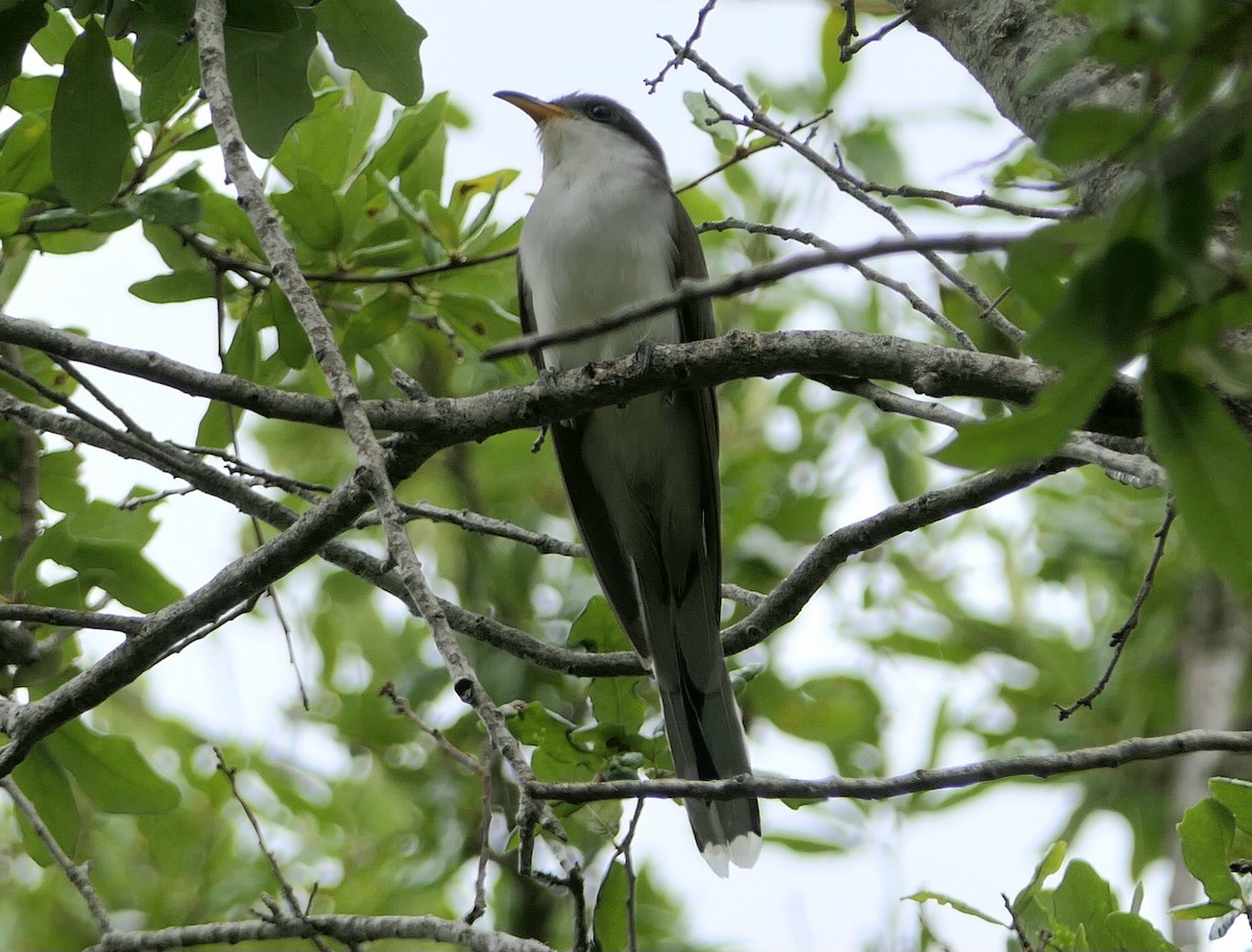 Yellow-billed Cuckoo - ML635620834