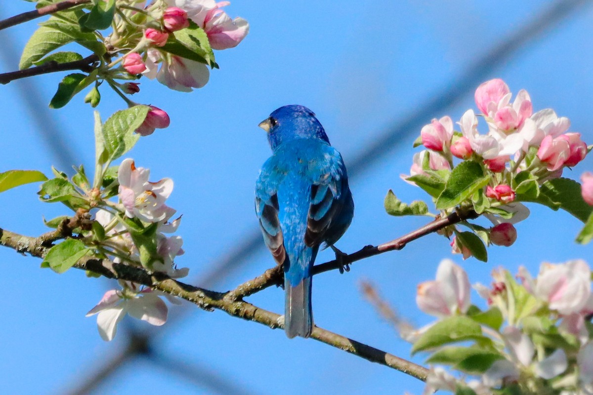 Indigo Bunting - ML635620855