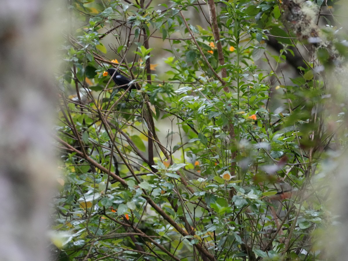 Black Flowerpiercer - ML635620923