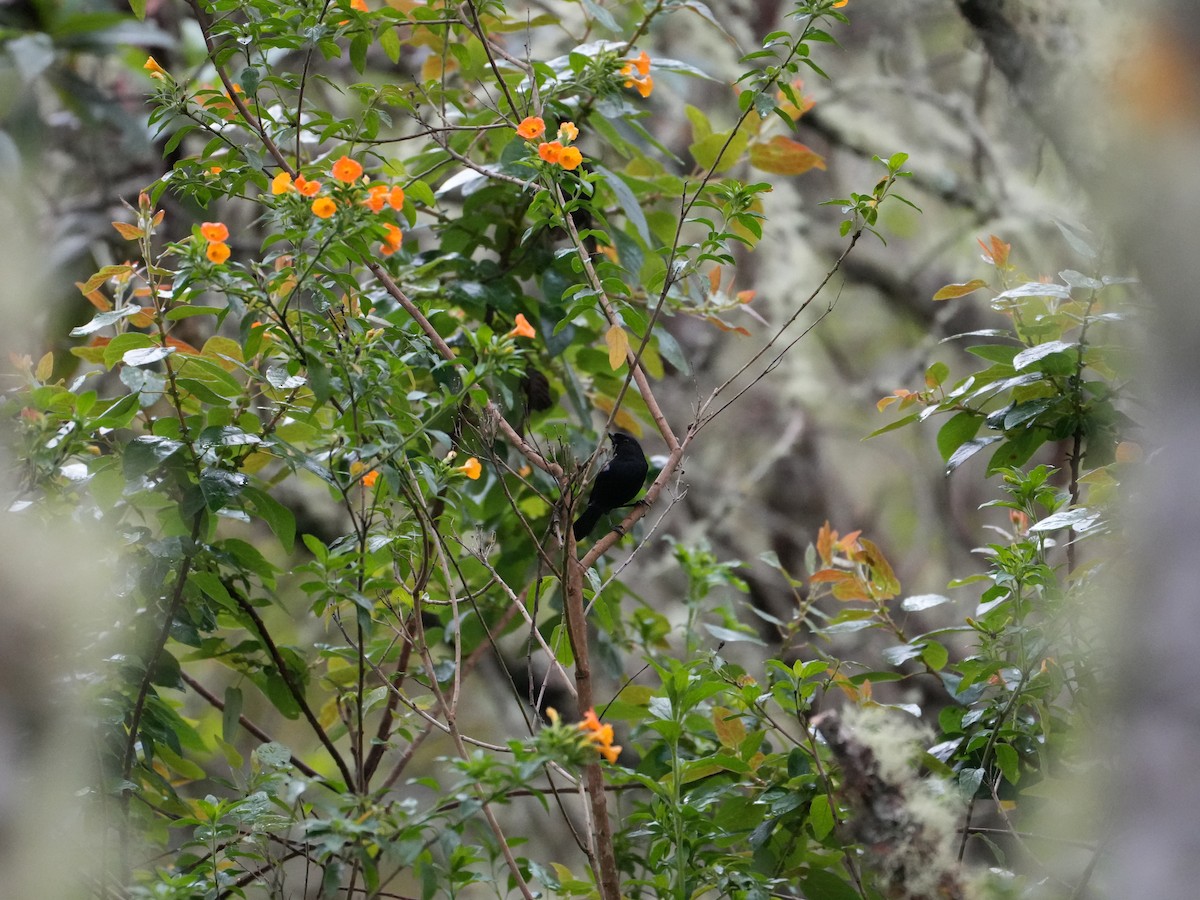 Black Flowerpiercer - ML635620941