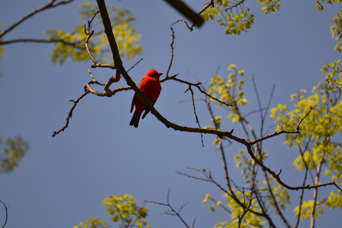 להבית ססגונית - ML635620946