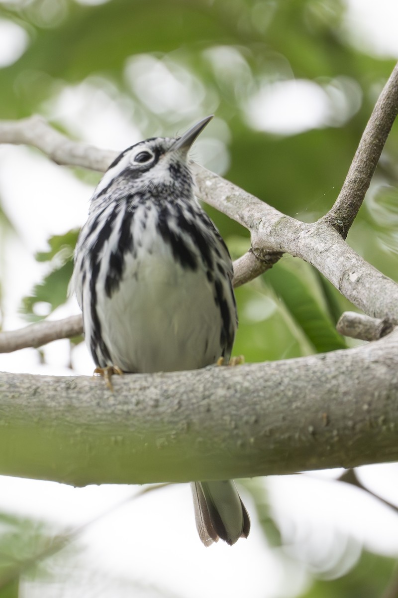 Black-and-white Warbler - ML635620965