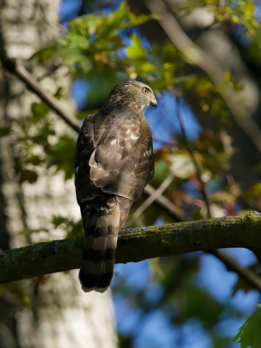 クーパーハイタカ - ML635621029