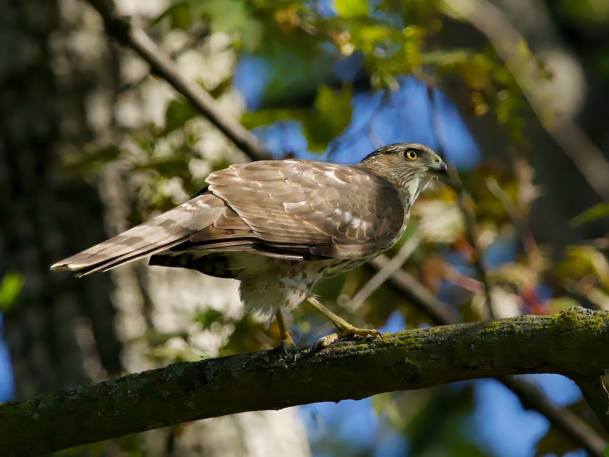 クーパーハイタカ - ML635621036