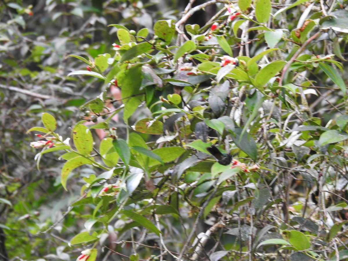 Rufous-vented Whitetip - ML635621039