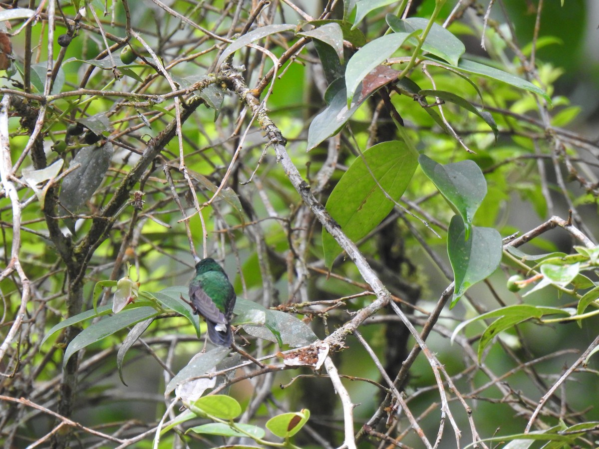 Rufous-vented Whitetip - ML635621040