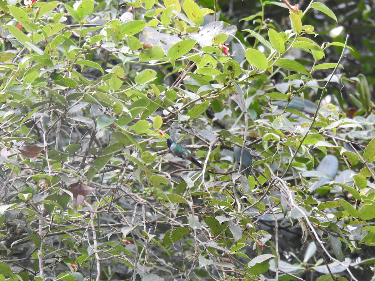 Rufous-vented Whitetip - ML635621041