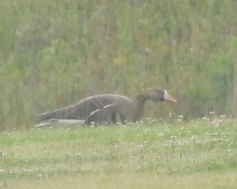 husa běločelá - ML635621056