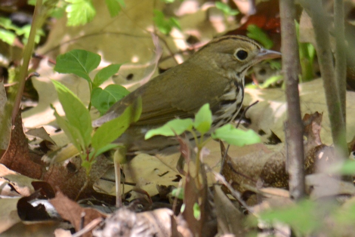נחלית זהובת-כיפה - ML635621071