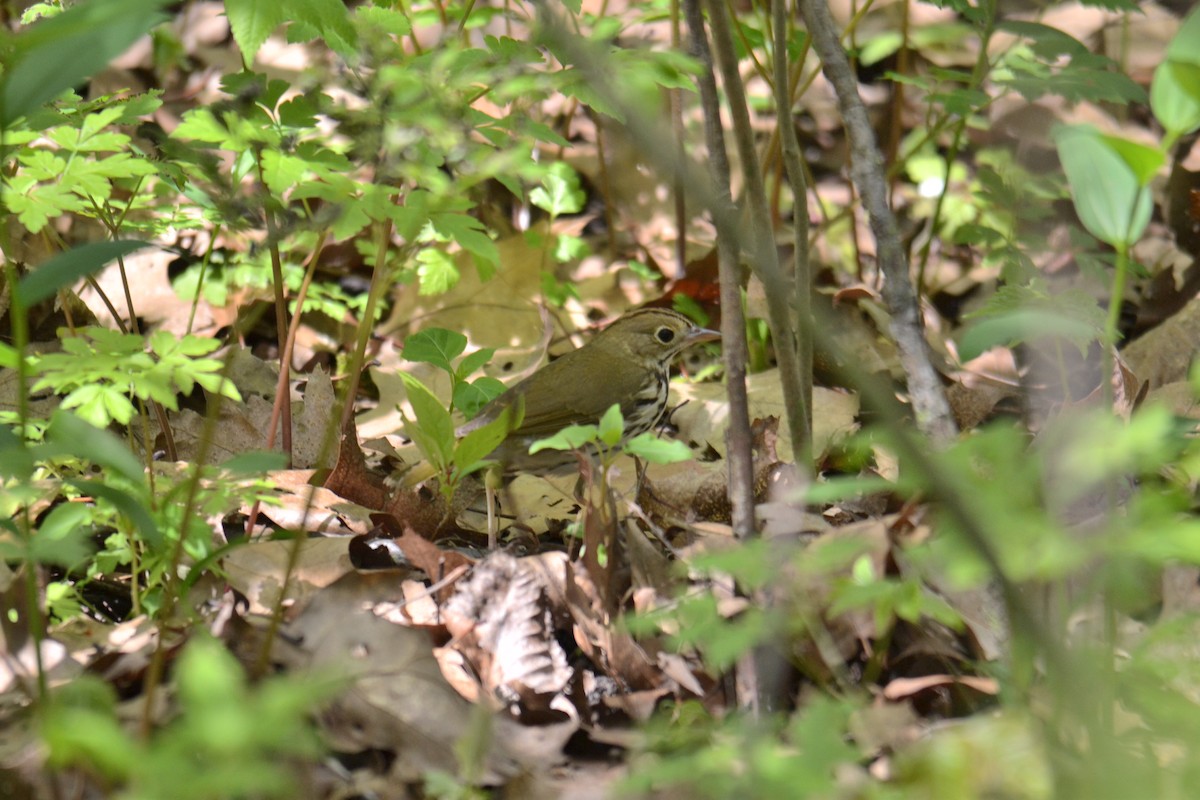 נחלית זהובת-כיפה - ML635621081
