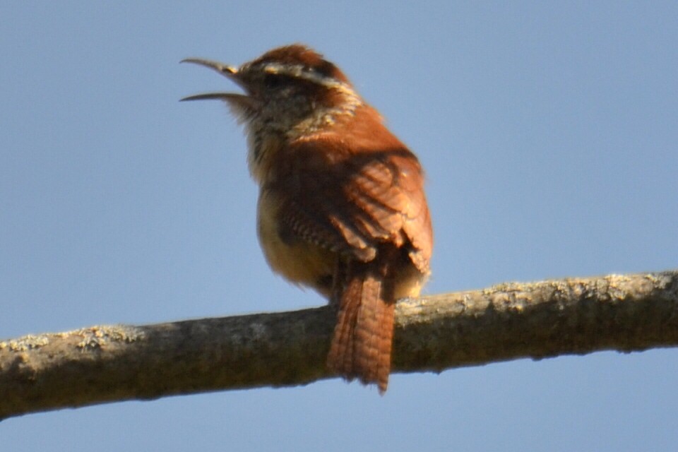 Carolina Wren - ML635621093