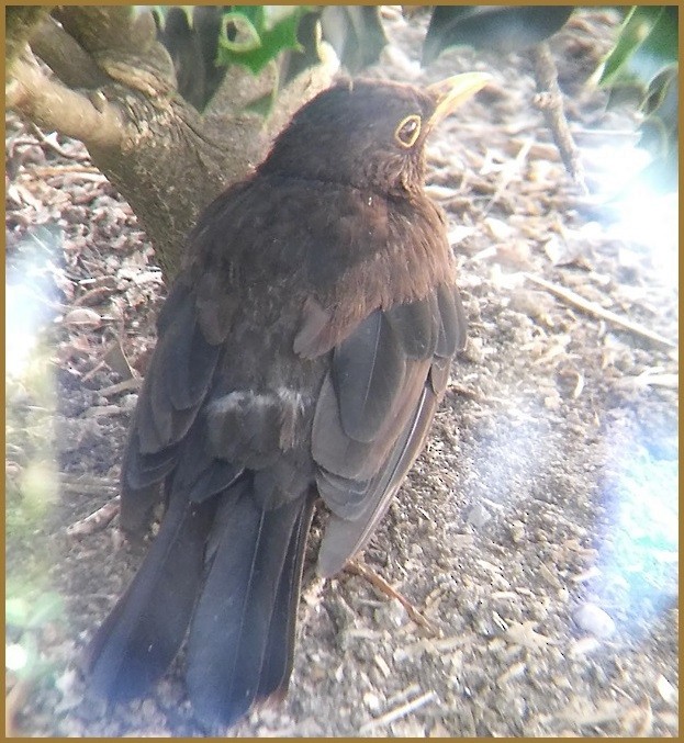 Eurasian Blackbird - ML635621132