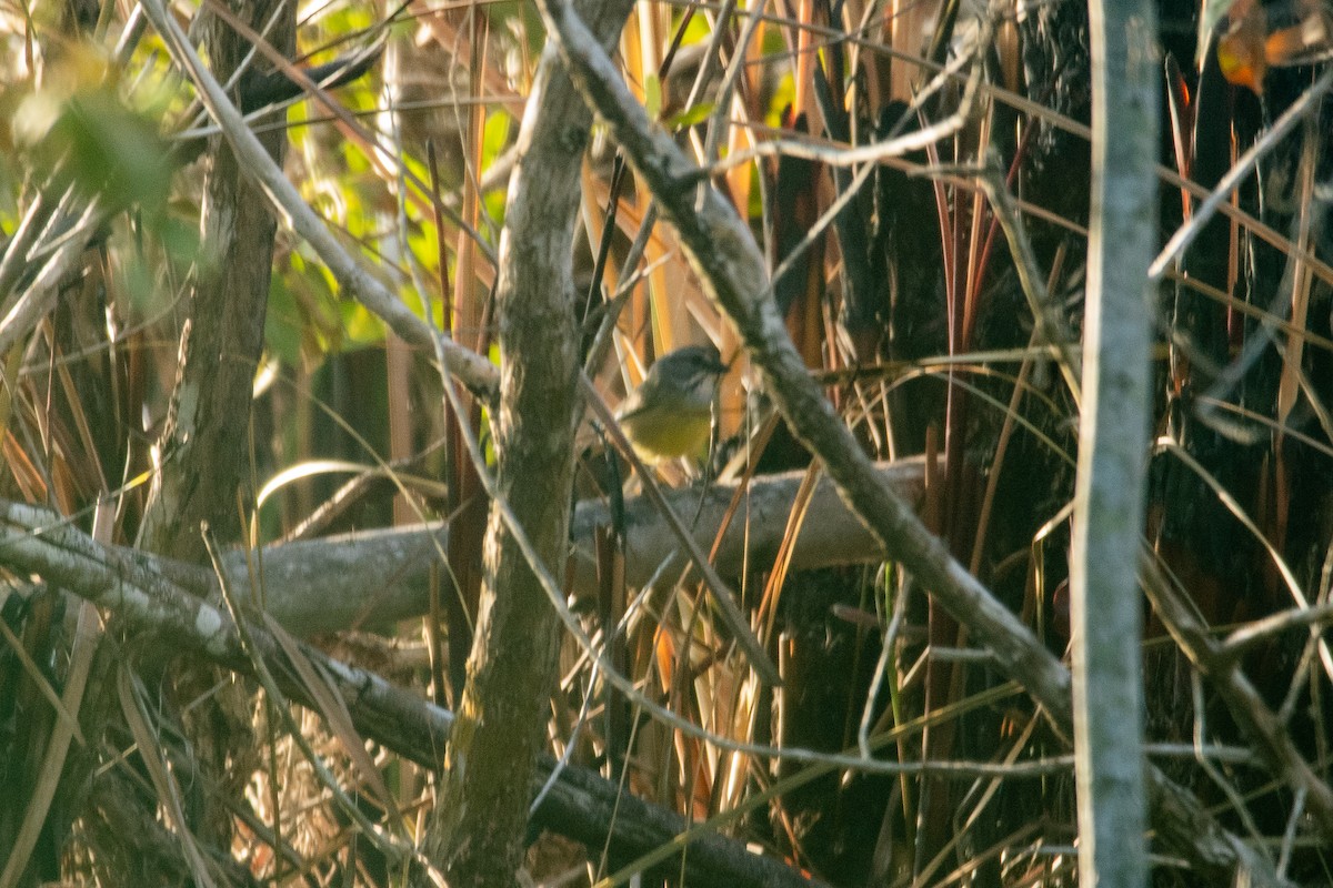 Zapata Sparrow - ML635621166