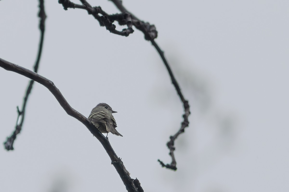 Hammond's Flycatcher - ML635621196