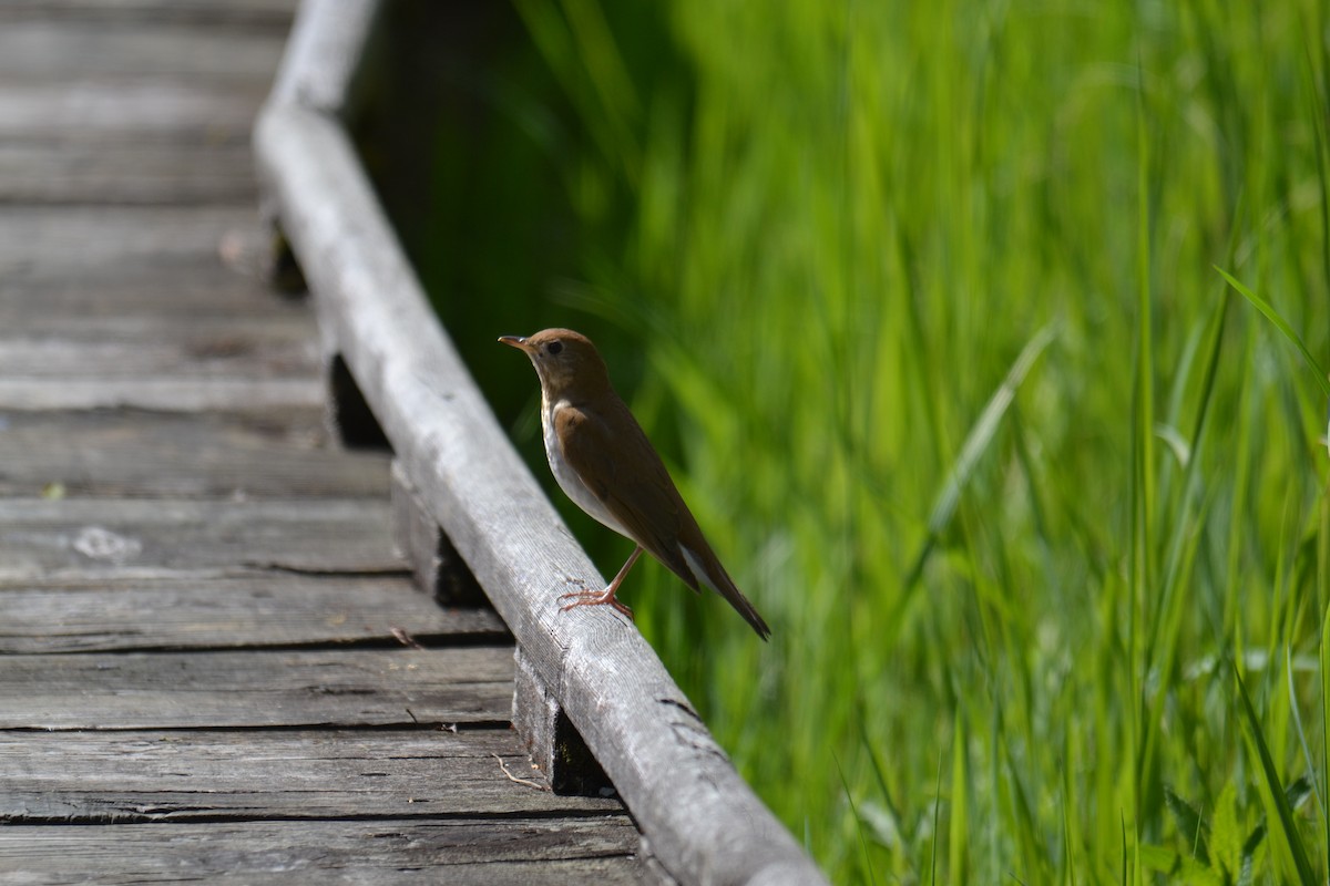 קיכלי זיתני - ML635621205