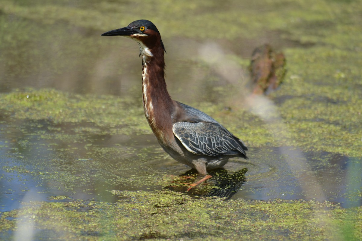 אנפית ירוקה - ML635621222