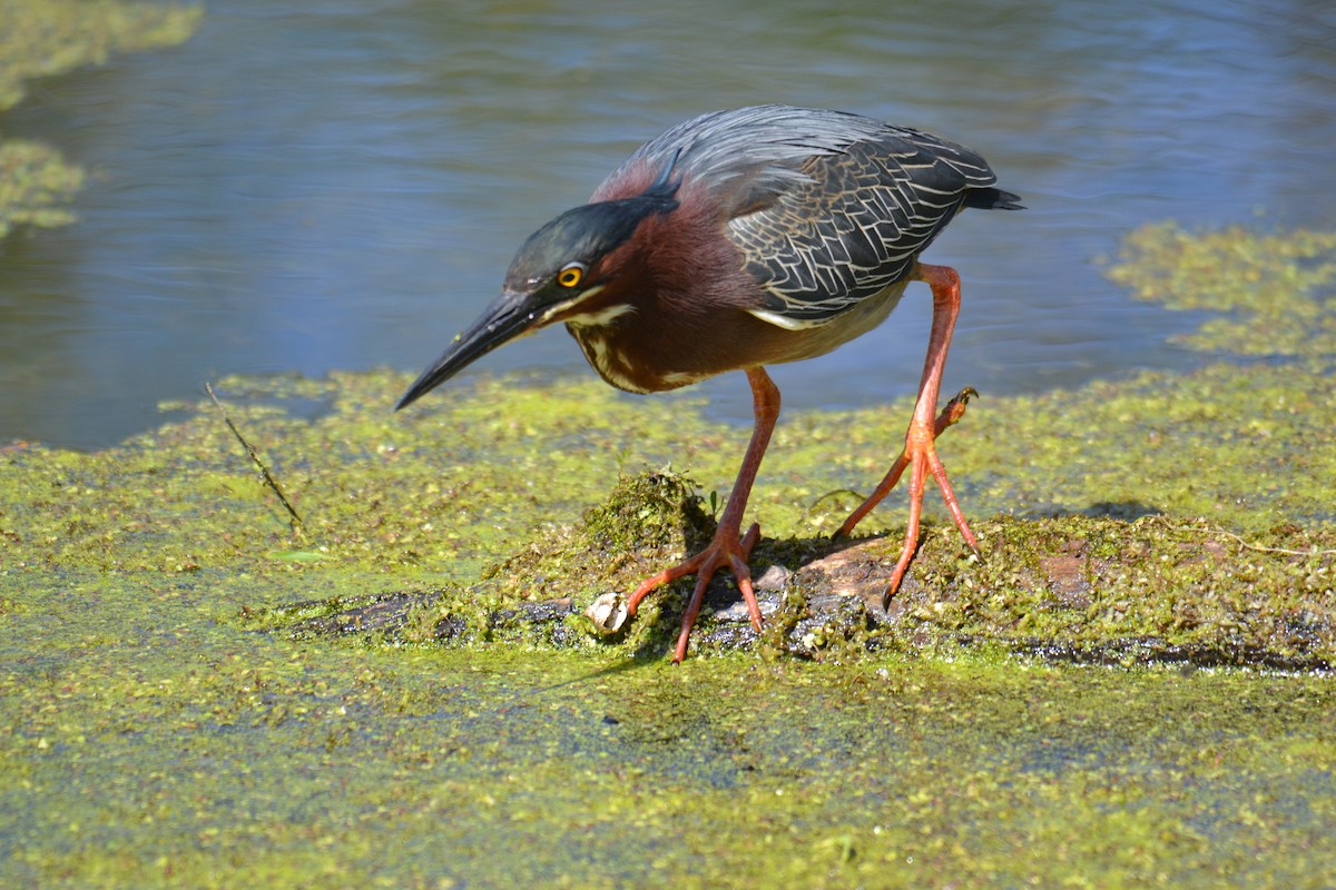 אנפית ירוקה - ML635621243