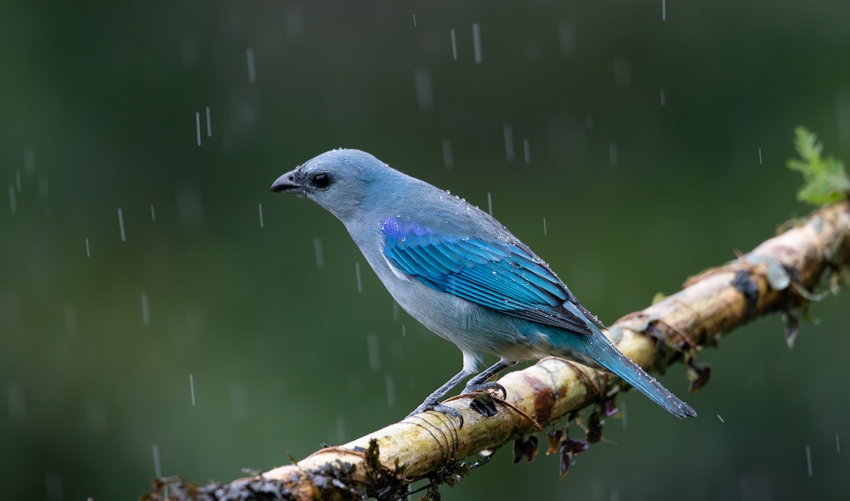 Azure-shouldered Tanager - ML635621407