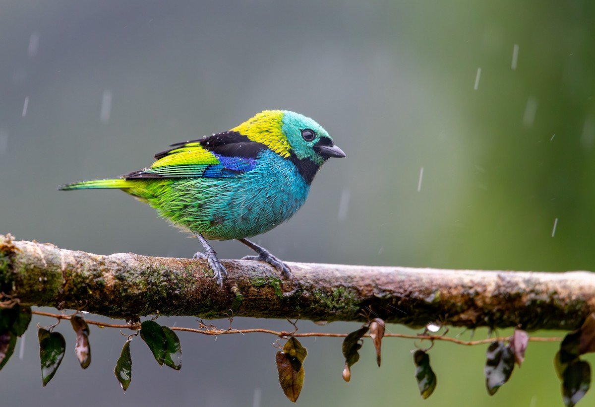 Green-headed Tanager - ML635621433