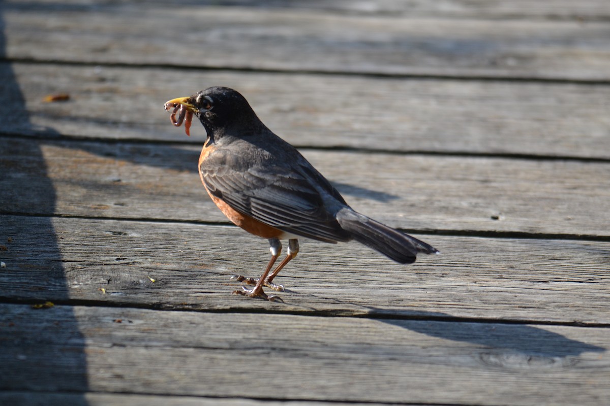 קיכלי נודד - ML635621437