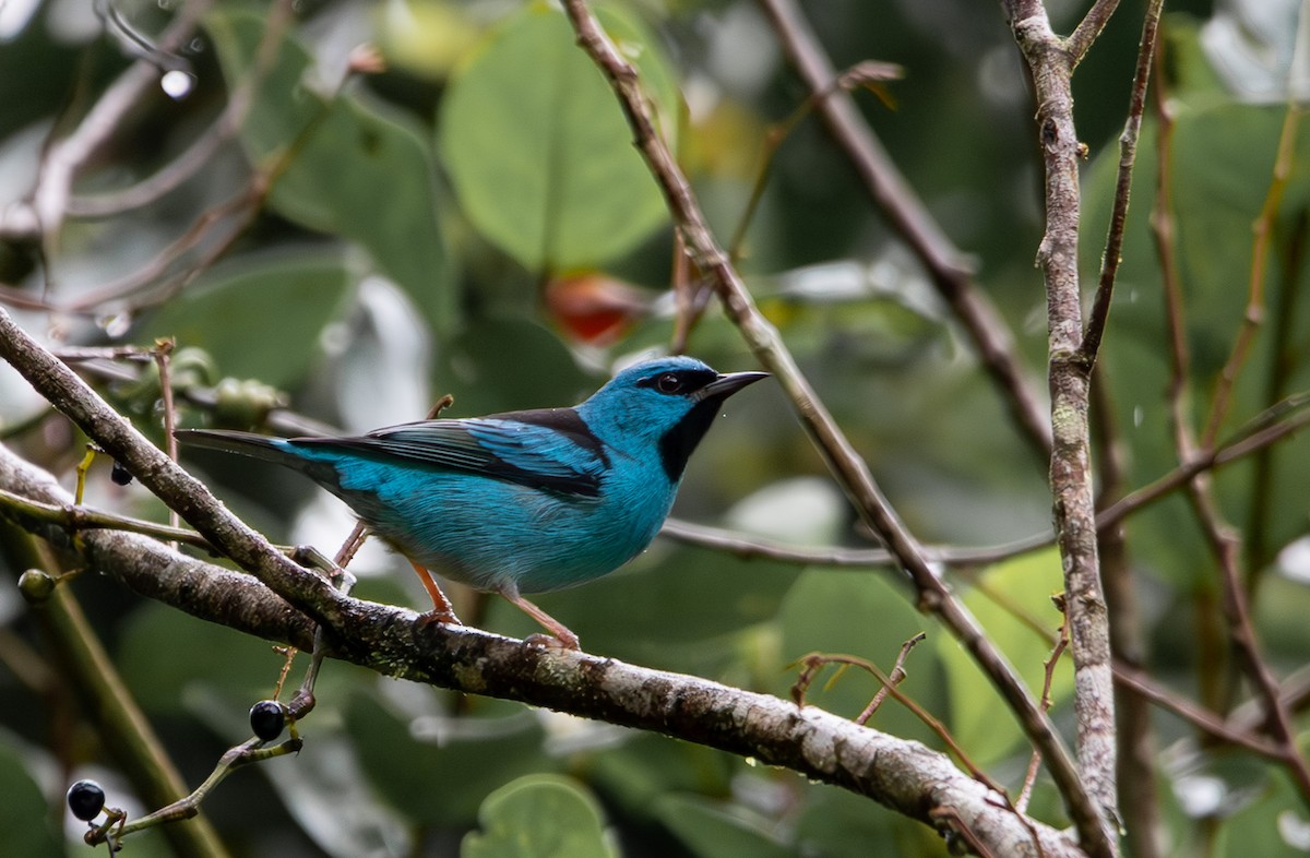 Blue Dacnis - ML635621443