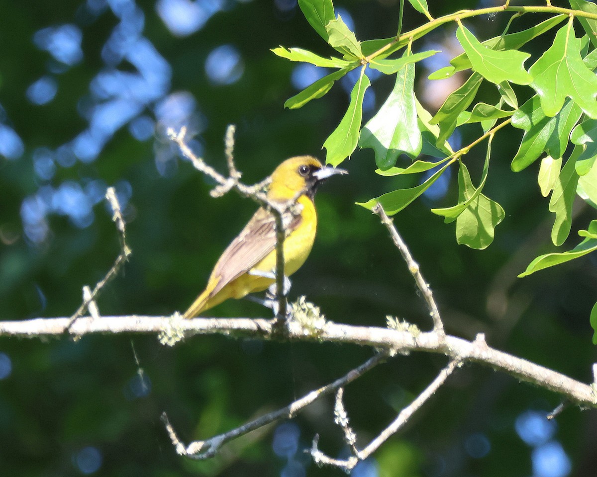 Orchard Oriole - ML635621470