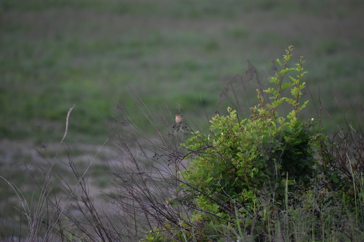 Grasshopper Sparrow - ML635621471