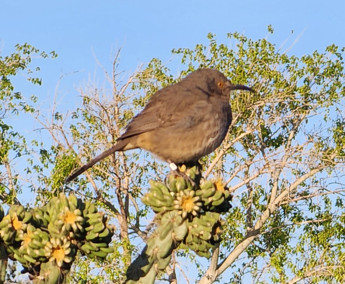 Curve-billed Thrasher - ML635621484