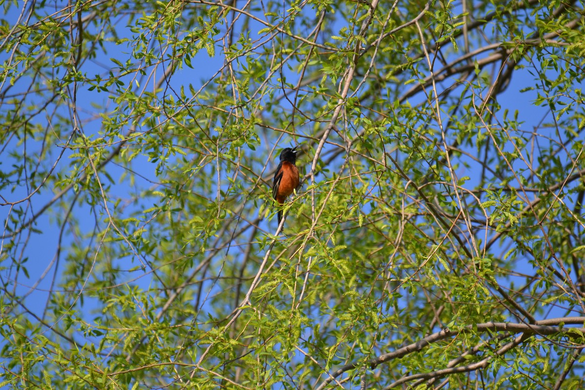 Orchard Oriole - ML635621524