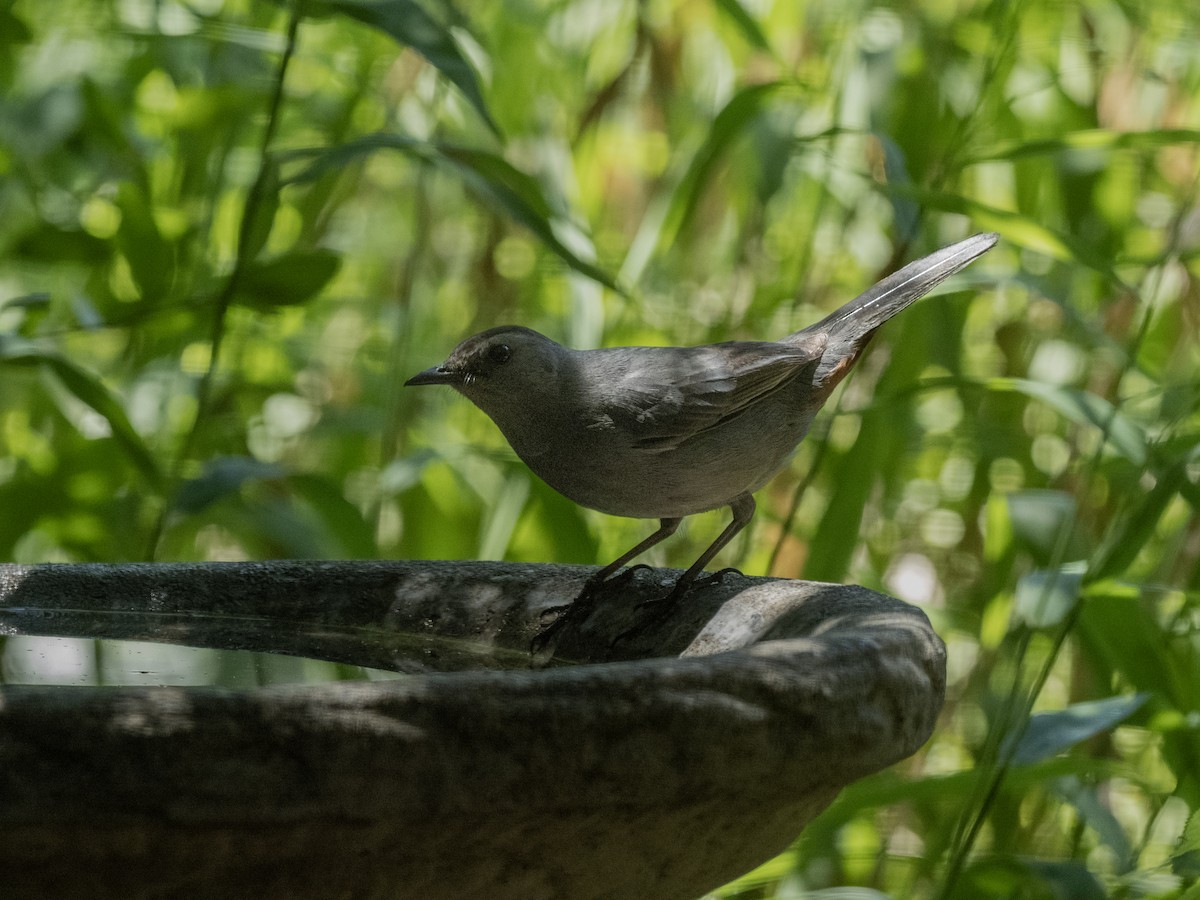 Gray Catbird - ML635621541