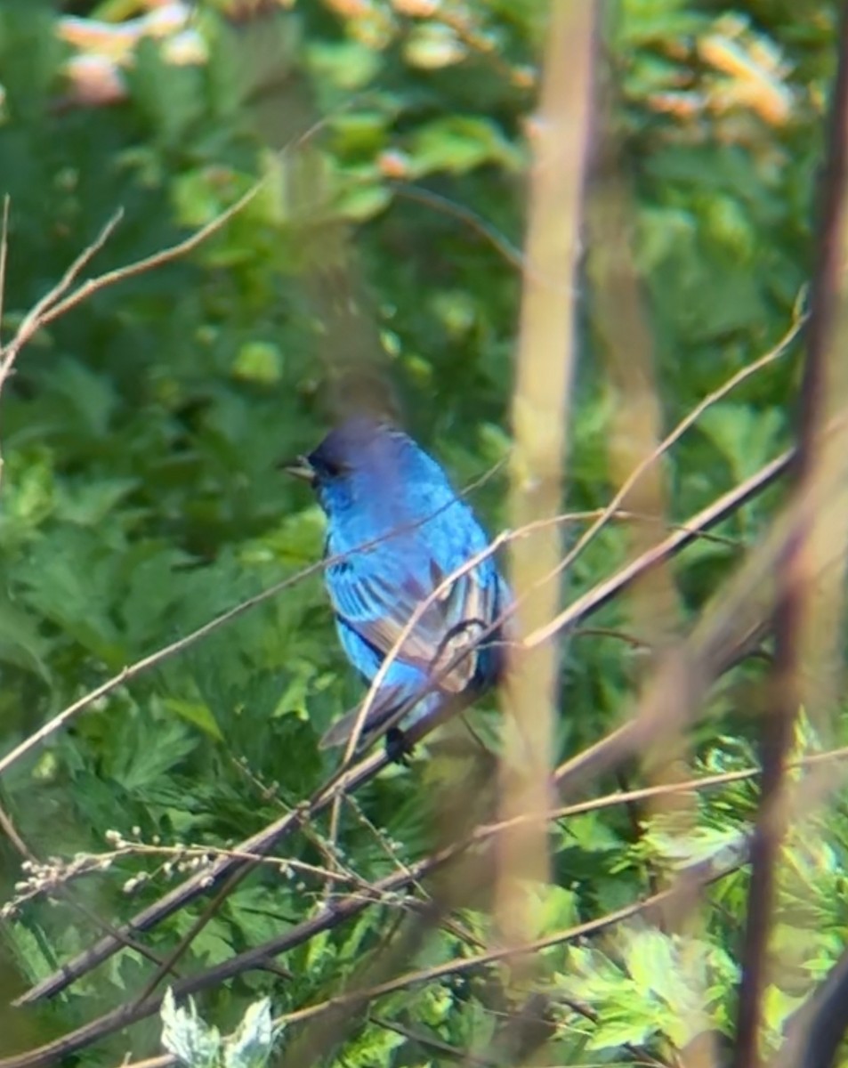 Indigo Bunting - ML635621703
