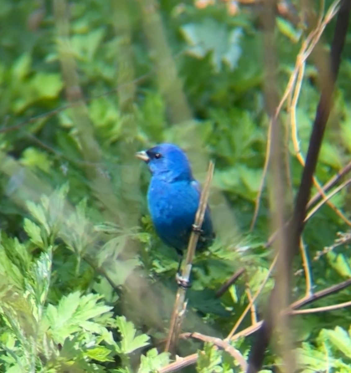 Indigo Bunting - ML635621704