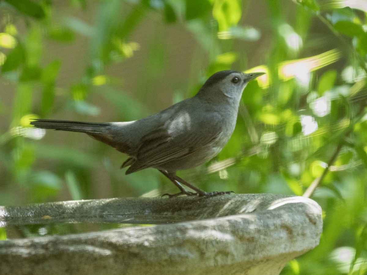 Gray Catbird - ML635621802