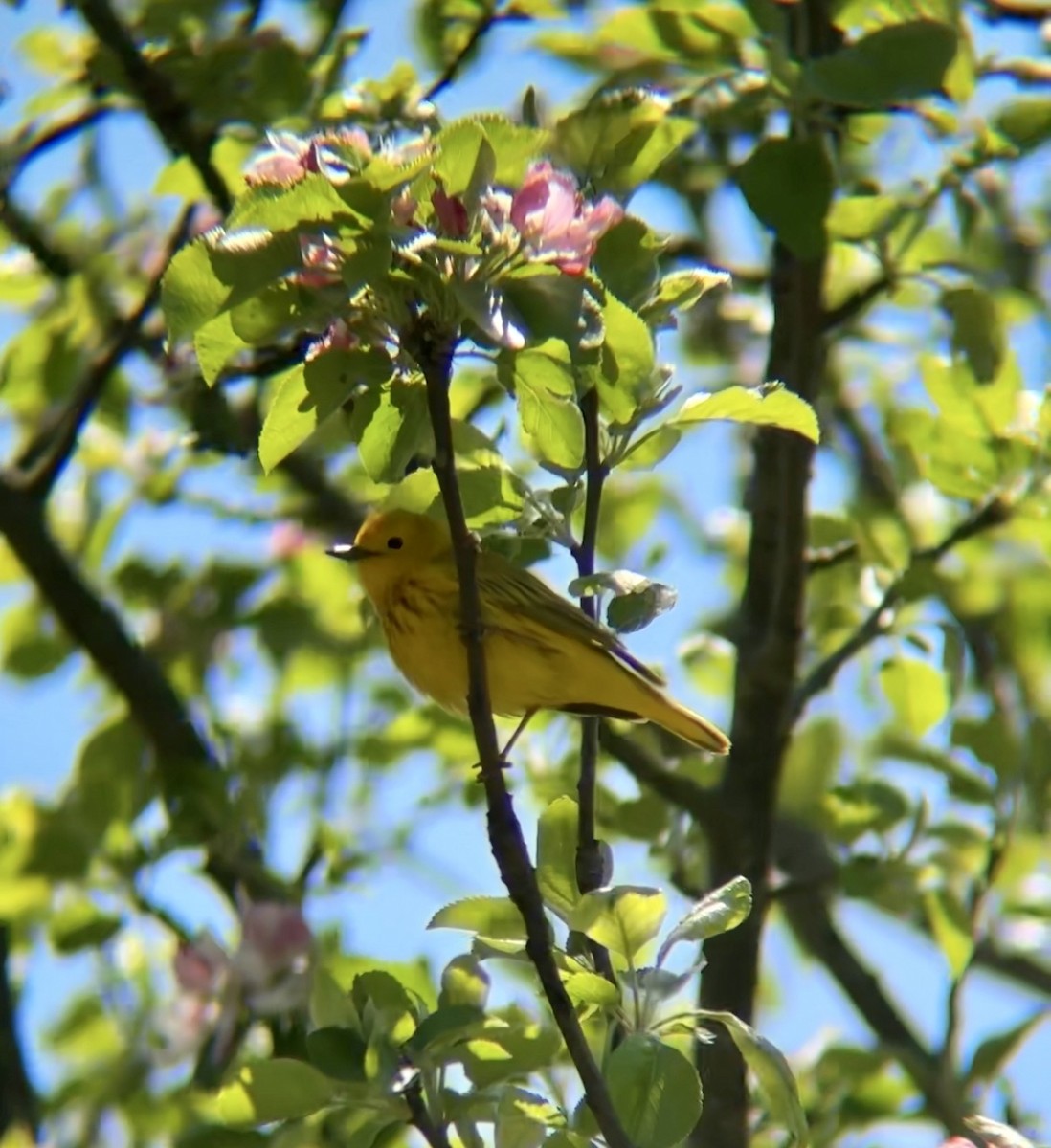 Northern Yellow Warbler - ML635621807