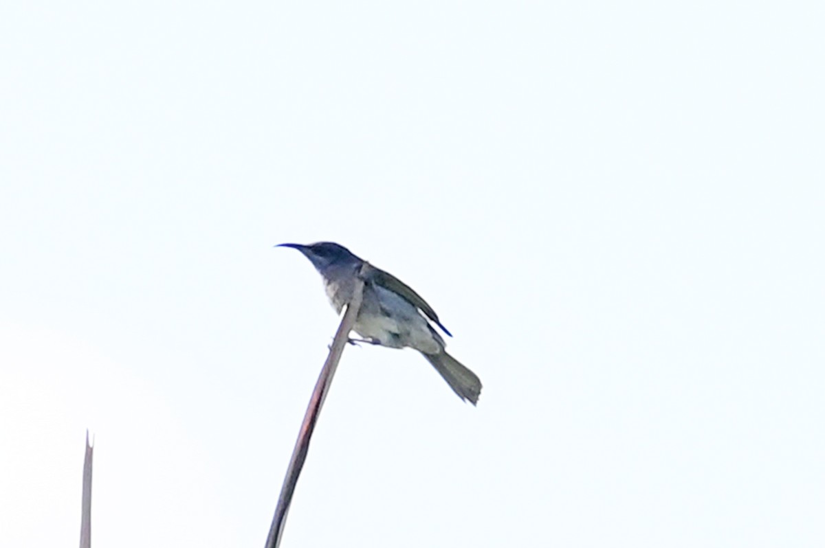 Dark-brown Honeyeater - ML635621840
