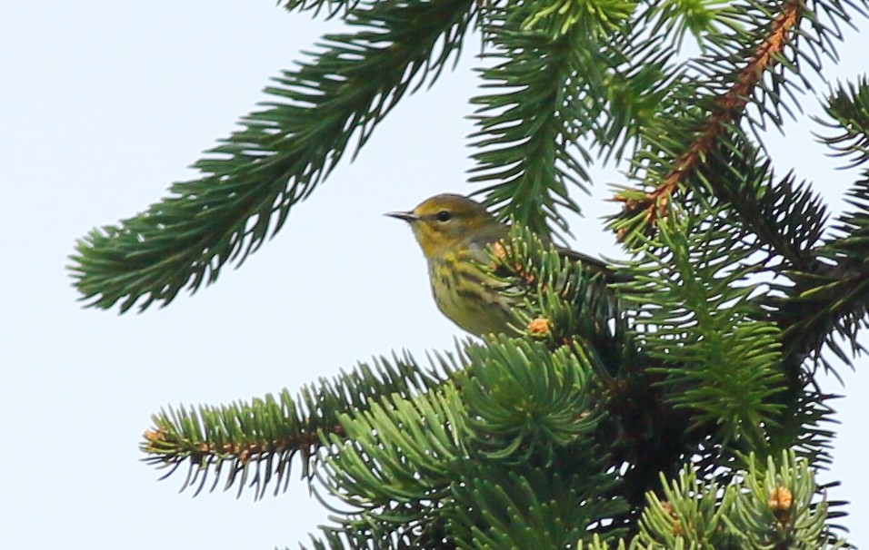 Cape May Warbler - ML635621844