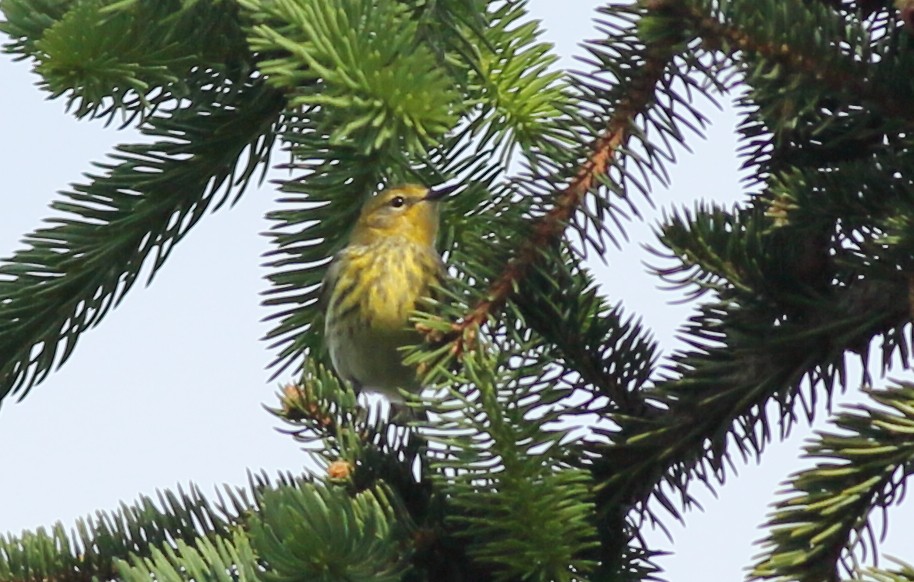 Cape May Warbler - ML635621859