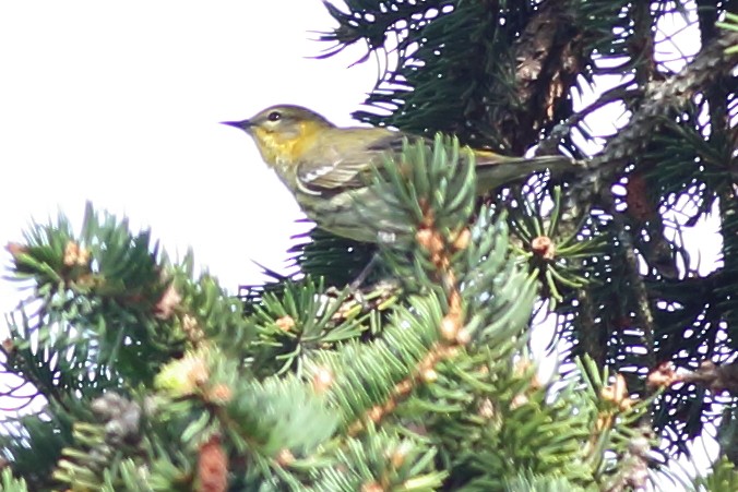 Cape May Warbler - ML635621866