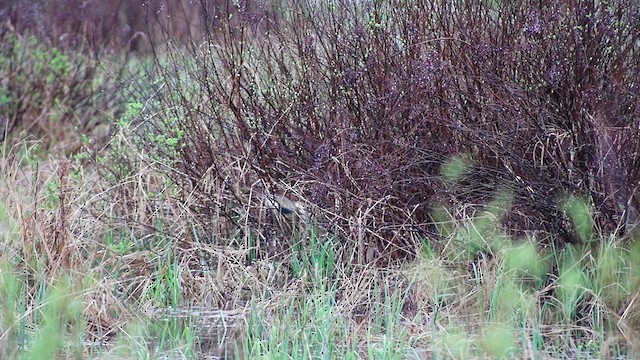 American Bittern - ML635621871