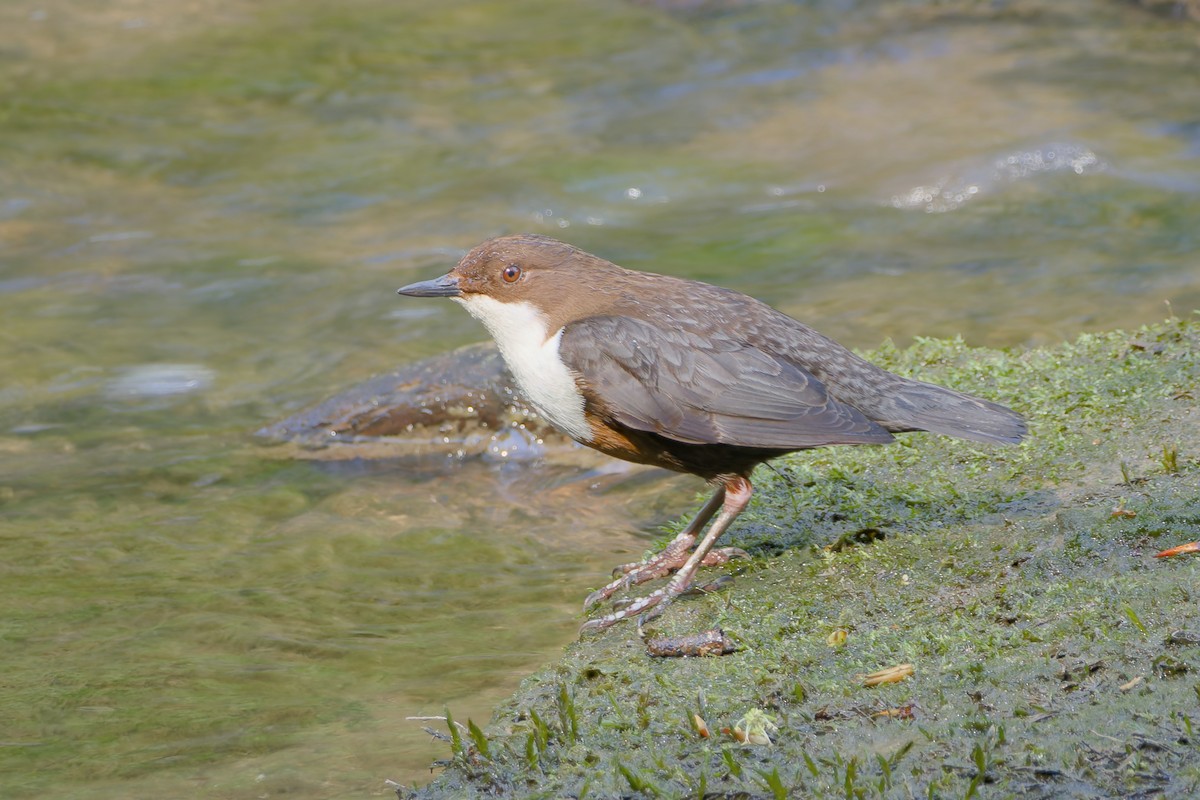 White-throated Dipper - ML635621905