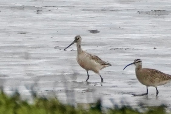 Marbled Godwit - ML635621909