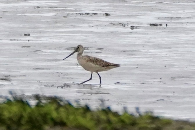 Marbled Godwit - ML635621910