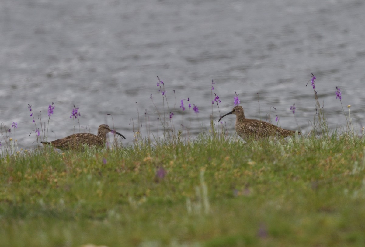 Whimbrel - ML635621914