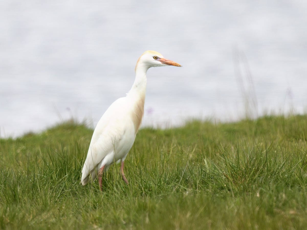 Western Cattle-Egret - ML635621981
