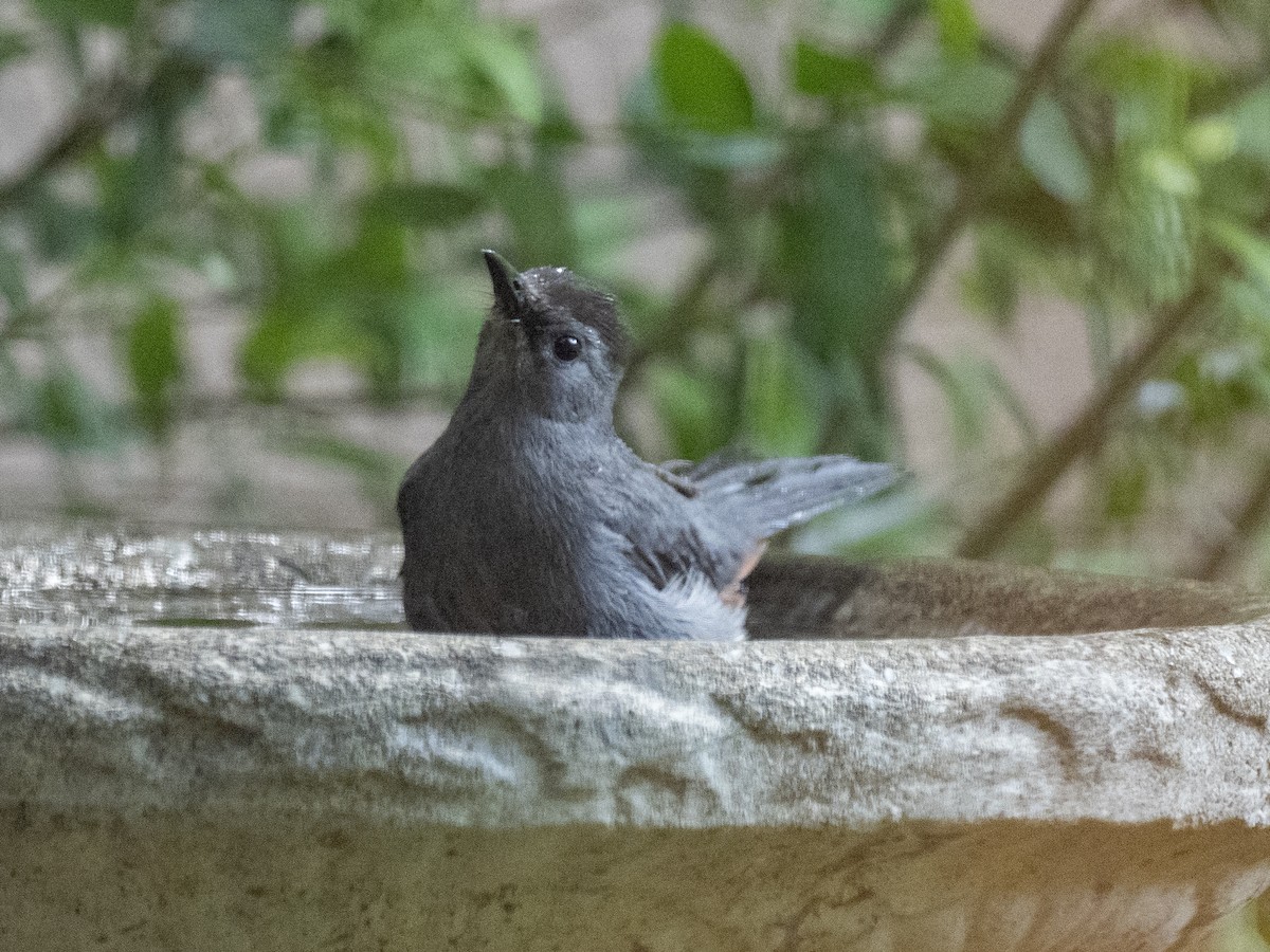 Gray Catbird - ML635622049