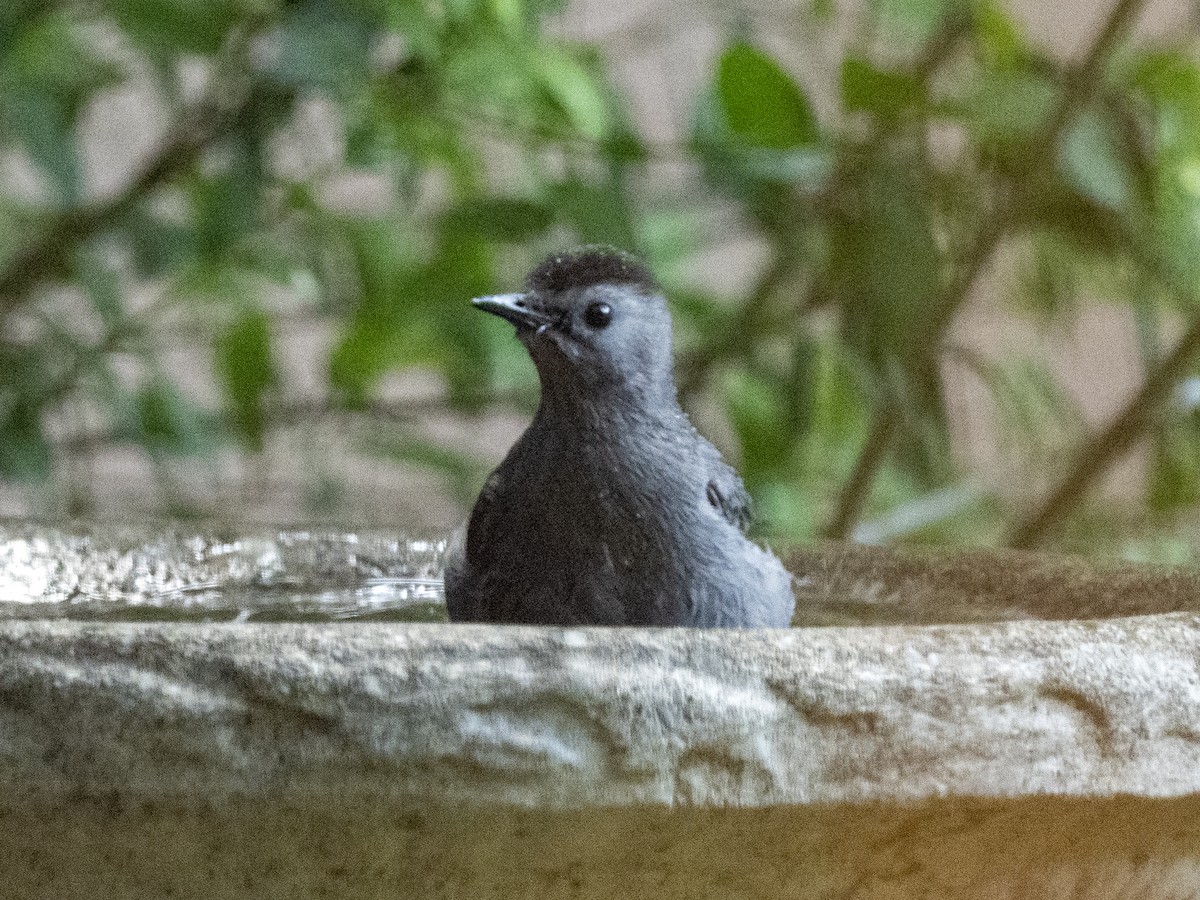 Gray Catbird - ML635622050