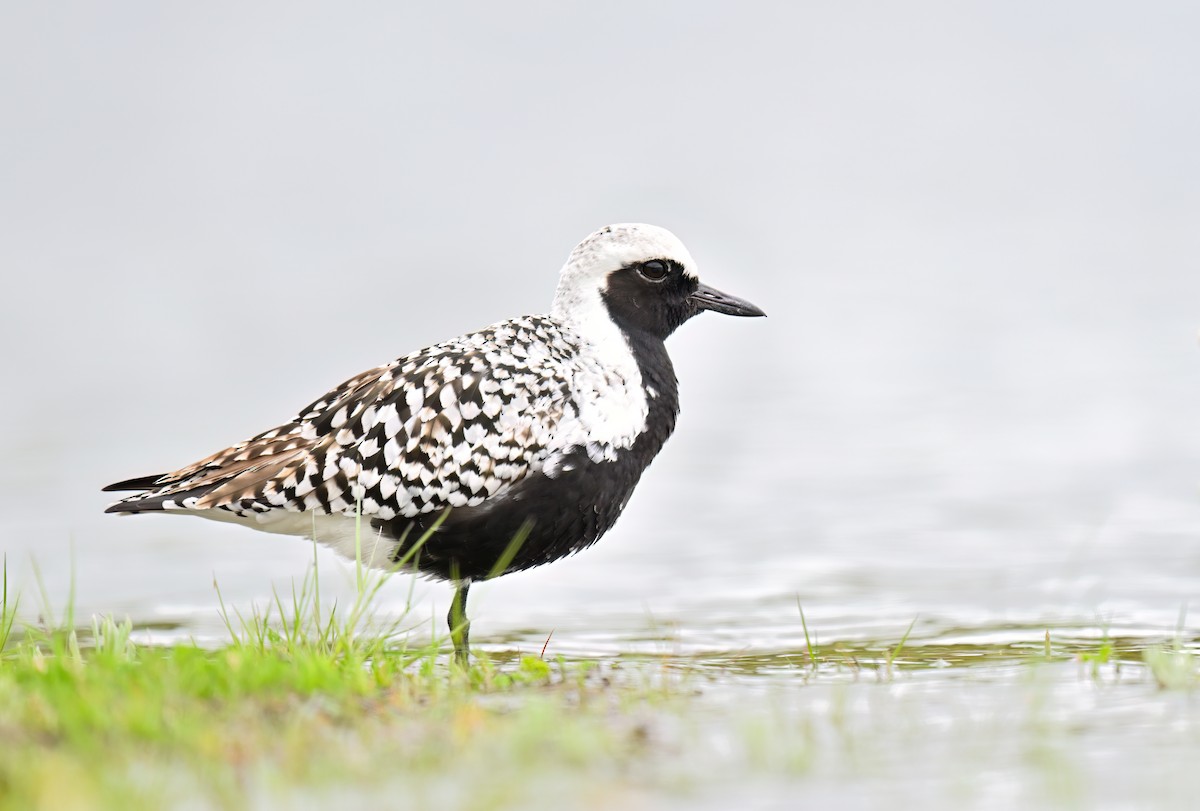 Black-bellied Plover - ML635622057