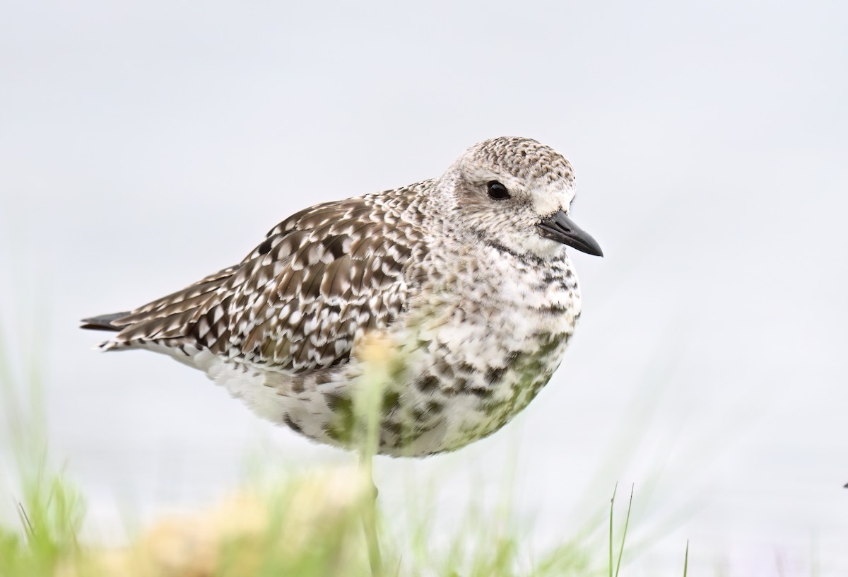 Black-bellied Plover - ML635622094