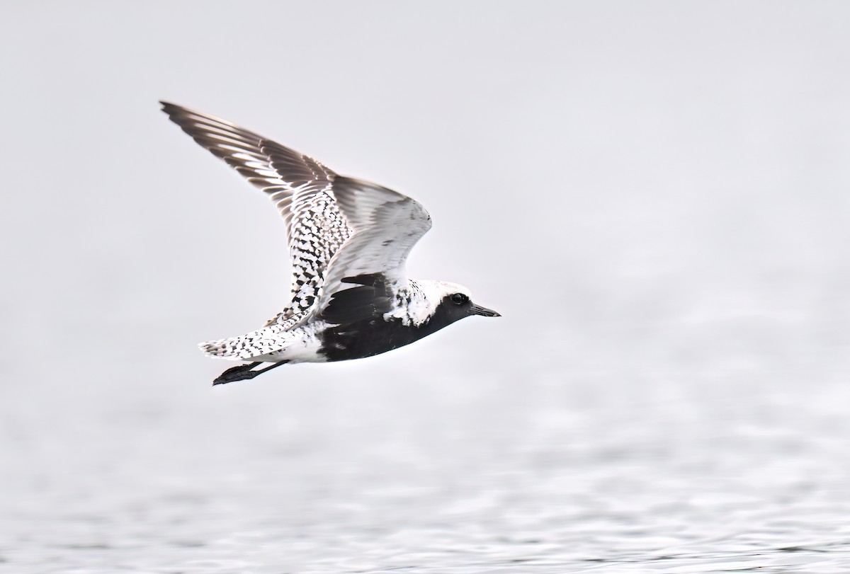 Black-bellied Plover - ML635622103